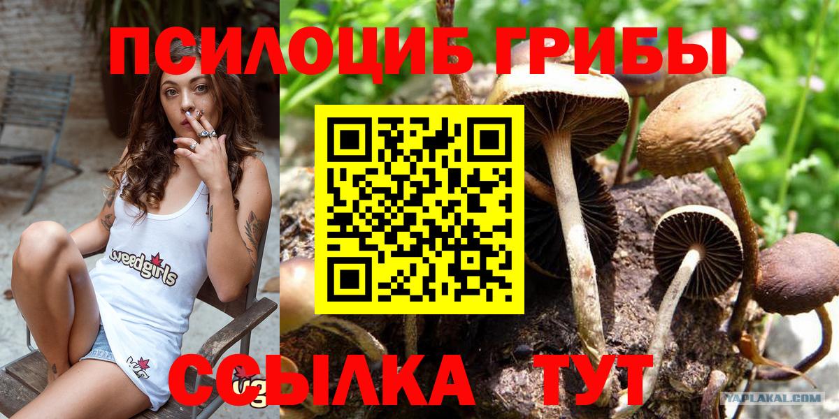 Псилоцибиновые грибы Psilocybe Шадринск